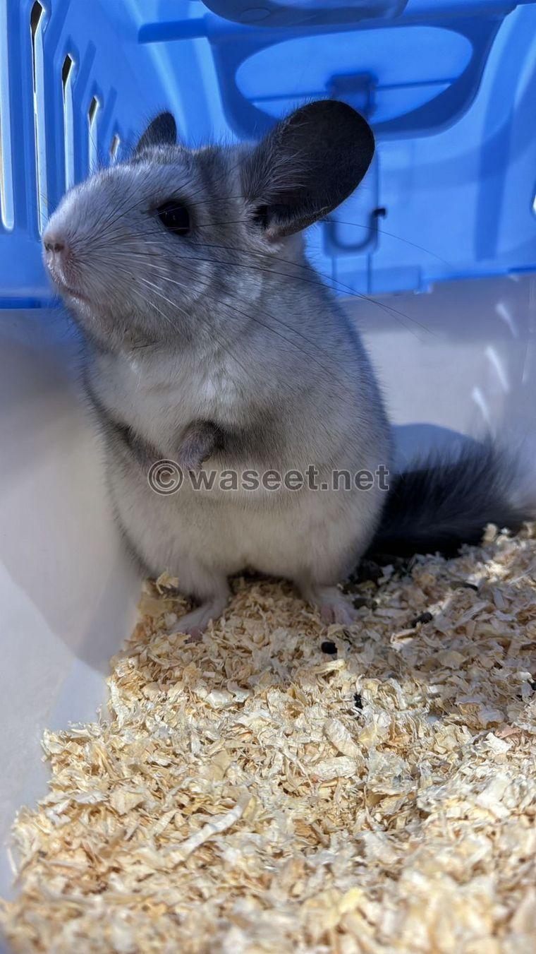 Chinchilla for sale with cage  0