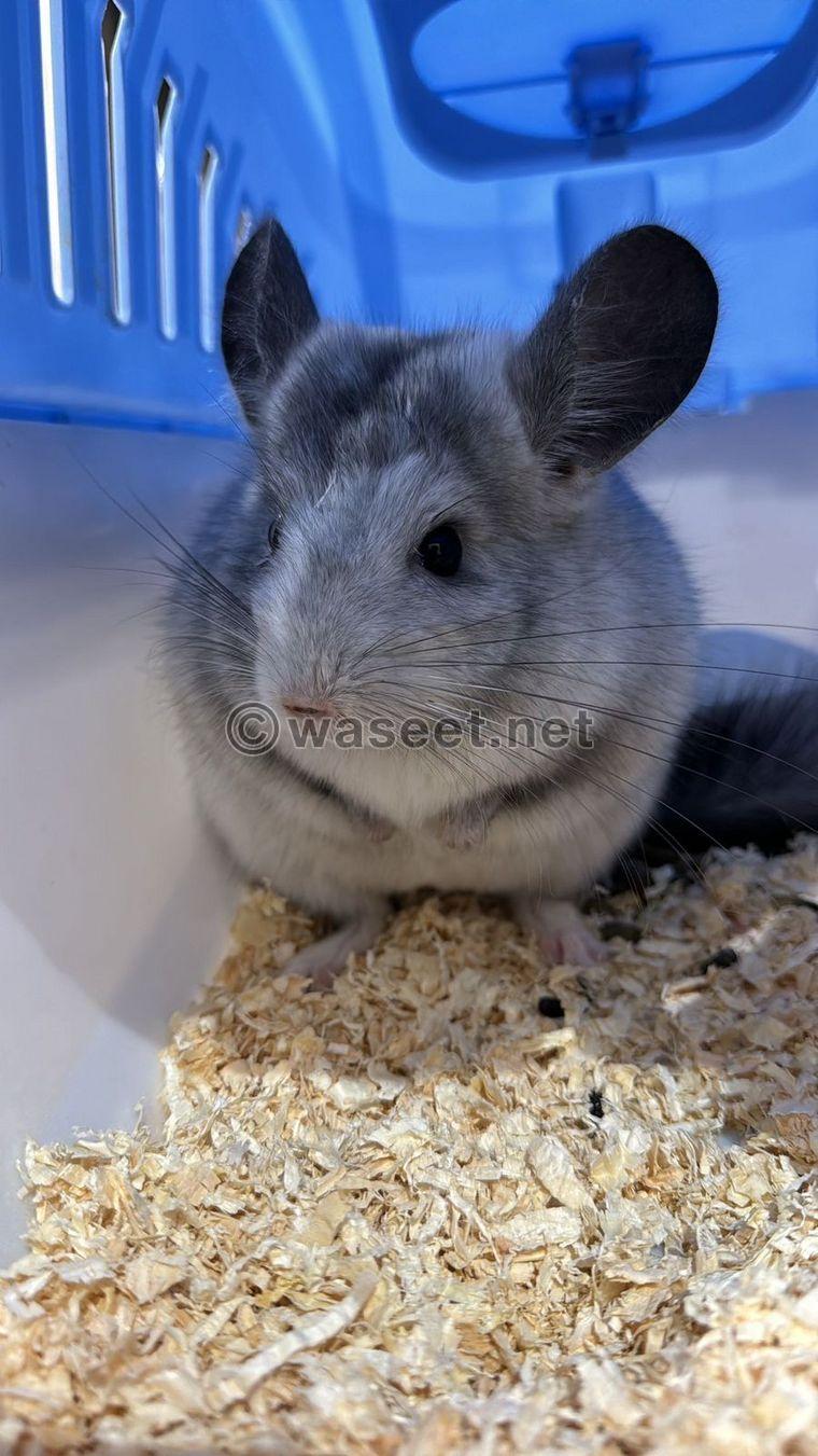 Chinchilla for sale with cage  1