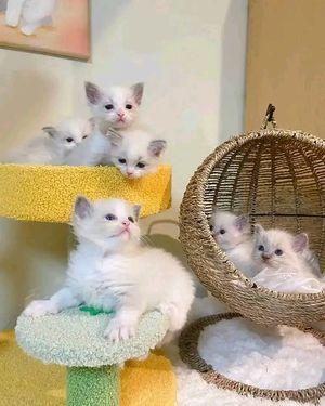 Adorable Ragdolls Kittens 